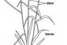 Durum-wheat-sketch
