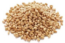 Durum-wheat