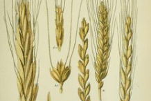 Plant-Illustration-of-Durum