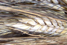 Ripe-Durum