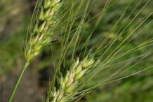 Unripe-Durum