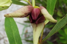 Closer-view-of-flower-of-Dwarf-pawpaw