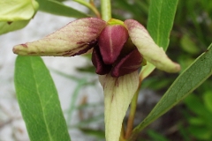 Closer-view-of-flower-of-Dwarf-pawpaw