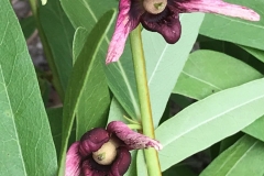 Flowers-of-Dwarf-pawpaw
