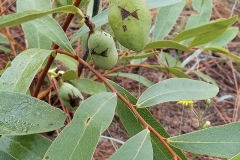 Immature-fruits of Dwarf pawpaw