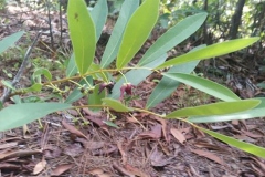Leaves-of-Dwarf-pawpaw