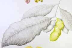 Plant-illustration-of-Dwarf-pawpaw