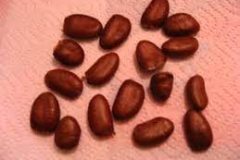 Seeds-of-Dwarf-pawpaw