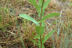 Small-Dwarf-pawpaw-plant