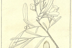 Sketch of Dwarf pawpaw