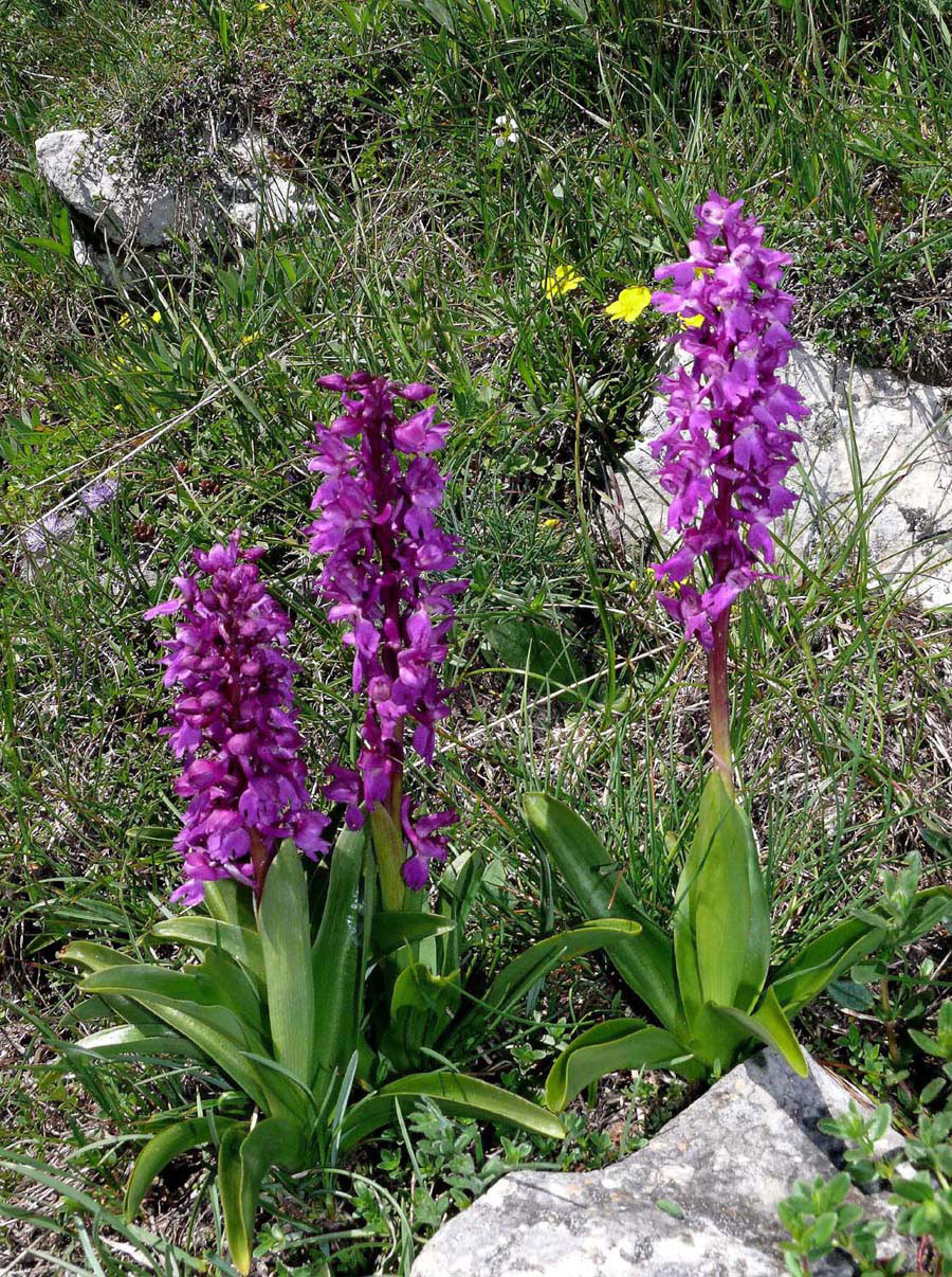 Early-purple-orchid-plant