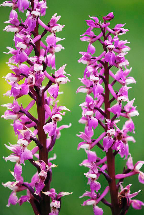 Inflorescence-of-Early-purple-orchid