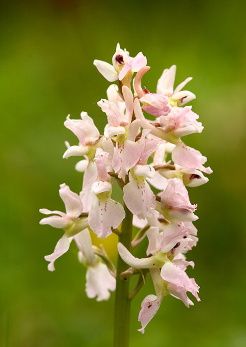 Other-Variety-of-Early-purple-orchid