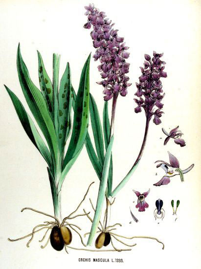 Plant-illustration-of-Early-purple-orchid