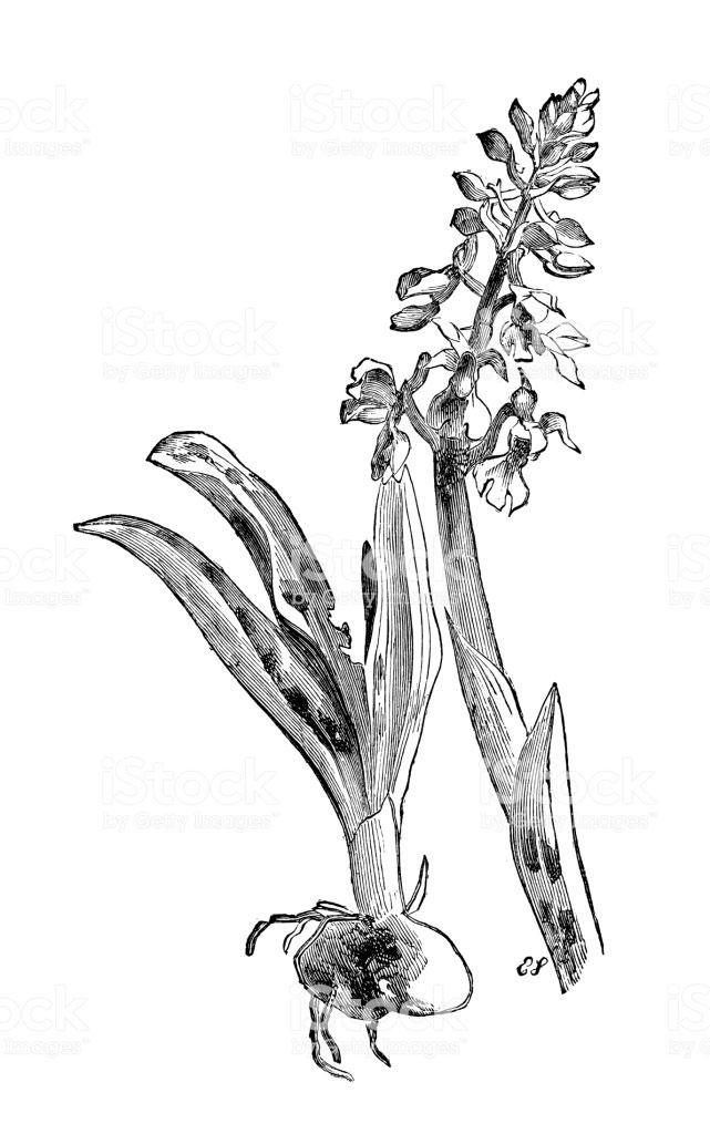 Sketch-of-Early-purple-orchid