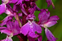 Closer-view-of-Flower-of-Early-purple-orchid
