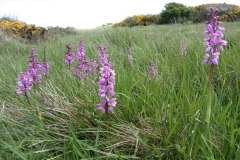 Early-purple-orchid-Plant-growing-wild