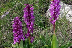 Early-purple-orchid-plant