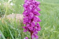Flower-of-Early-purple-orchid