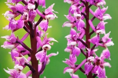 Inflorescence-of-Early-purple-orchid