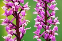 Inflorescence-of-Early-purple-orchid
