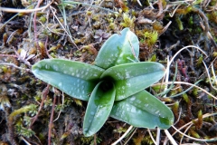 Leaves-of-Early-purple-orchid