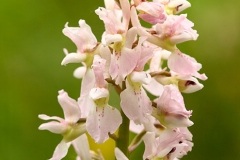 Other-Variety-of-Early-purple-orchid