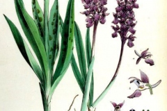 Plant-illustration-of-Early-purple-orchid