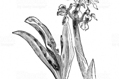Sketch-of-Early-purple-orchid