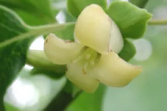 Closer-view-of-flower-of-Ebony
