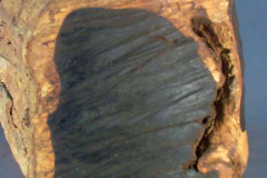 Cross-section-of-trunk-showing-black-core