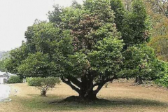 Ebony-Tree