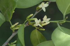 Flowers-of-Ebony