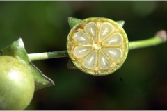 Half-cut-Ebony-fruit