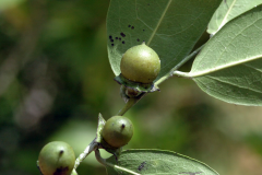 Immature-fruits-of-Ebony