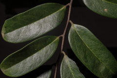 Leaves-of-Ebony