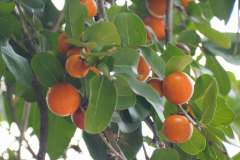 Mature-fruits-of-Ebony