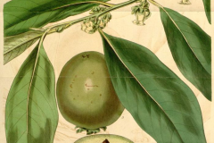 Plant-Illustration-of-Ebony