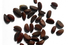 Seeds-of-Ebony