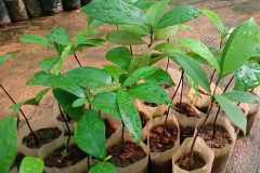 Small-Ebony-plant