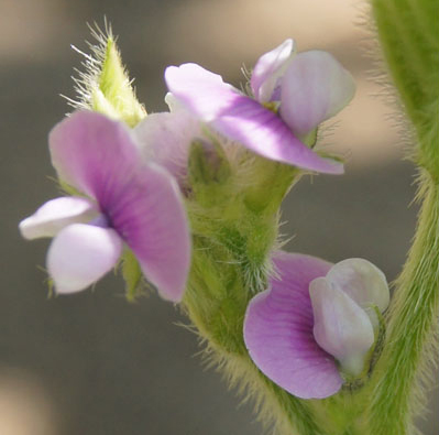 Close-up-flower-of-Edamame