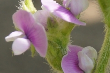 Close-up-flower-of-Edamame
