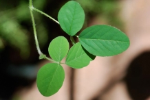 Leaves-of-Edamame