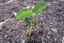 Seedlings-of-Edamame