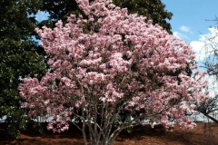 Egg-magnolia-Plant