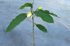 Egg-magnolia-grown-on-pot
