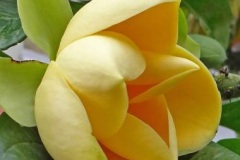 Flower-of-Egg-magnolia