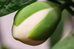 Flowering-bud-of-Egg-magnolia