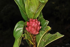 Fruits-of-Egg-magnolia
