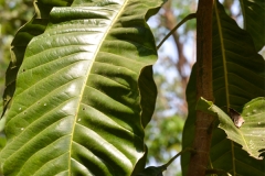 Leaves-of-Egg-magnolia